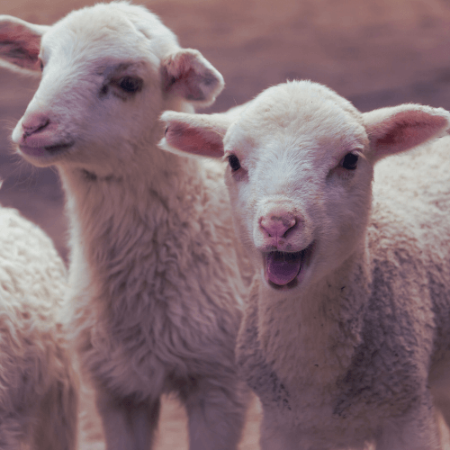 Livestock Insurance