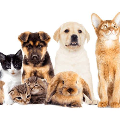 Pet Insurance
